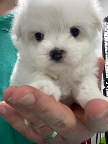 Pui Bichon Maltez, femela, 2 luni, microcipata si vaccinata