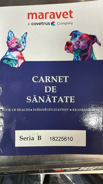 Pui Bichon Maltez, femela, 2 luni, microcipata si vaccinata