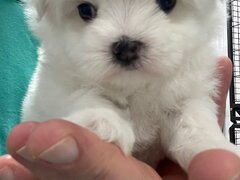 Pui Bichon Maltez, femela, 2 luni, microcipata si vaccinata