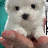 Pui Bichon Maltez, femela, 2 luni, microcipata si vaccinata
